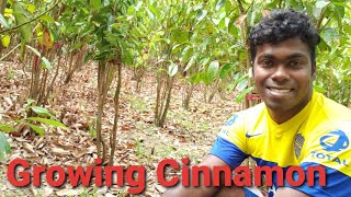 Growing Cinnamon  Cinnamon Cultivation [upl. by Zzahc]