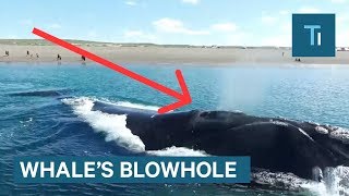 Whats Actually Inside A Whales Blowhole [upl. by Dekeles47]