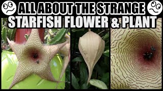 SPECTACULAR STARFISH BLOOMS FACTS amp CARE  Stapelia gigantea The Starfish Plant [upl. by Anileda293]