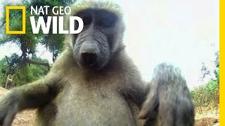 Olive the Other Baboons Are Curious  Nat Geo Wild [upl. by Glynas]