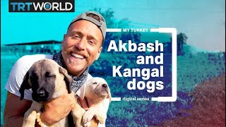 My Turkey Native dog breeds Kangal and Akbash [upl. by Cuthbert]