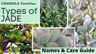 Types of JADE PLANT Identification CRASSULA Varieties  Names and Care Guide with MOODY BLOOMS [upl. by Clarie]