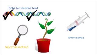 How to Make a Genetically Modified Plant [upl. by Sarkaria]