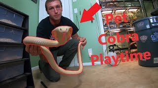 Play time with my pet COBRAS [upl. by Gee236]