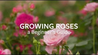 How to grow Roses  Grow at Home  Royal Horticultural Society [upl. by Yrellam]