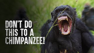 How to Survive a Chimpanzee Attack [upl. by Galitea691]