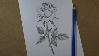 How to draw a realistic rose step by step  Pencil [upl. by Sheya285]