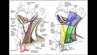 Lymphatic Drainage Of Face and Neck  Lymphatic Territories [upl. by Neyrb]