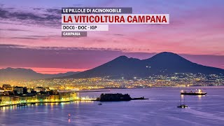 🍇LA VITICOLTURA CAMPANA [upl. by Perice]