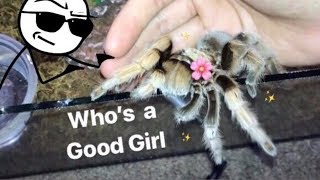 MEET all my FRIENDLY TARANTULAS  Best beginner tarantula [upl. by Sebbie]