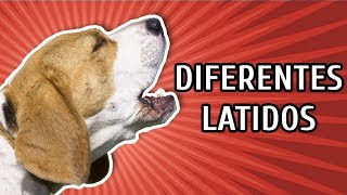 CACHORROS LATINDO COMO É O LATIDO DE CADA RAÇA [upl. by Annaik]