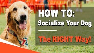 How to Socialize Your Dog  The RIGHT Way [upl. by Link79]