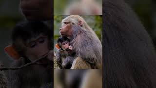 Baboon interesting Facts Tamil [upl. by Nolrac]