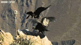 Condor Teaches Youngster to Fly Narrated by David Tennant  Earthflight  BBC [upl. by Candida]