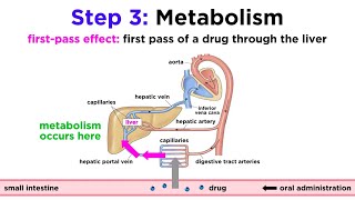 Pharmacokinetics How Drugs Move Through the Body [upl. by Ecirual]