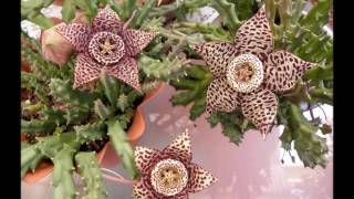 Stapelia variegata Garden [upl. by Buskirk944]