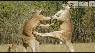 KANGAROO FIGHT [upl. by Oinotna]