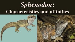 Sphenodon  Sphenodon punctatus  Tuatara  Rhynchocephalia [upl. by Irreg]