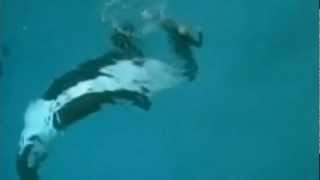 Tilikum pushes gate open  August 14 2015  SeaWorld Orlando [upl. by Anayk168]