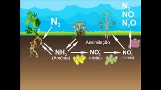 Ciclo do Nitrogênio [upl. by Lev472]