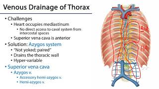 LO 3  Azygos Venous System  Posterior Mediastinum [upl. by Renard]