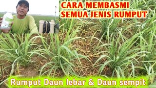 HERBISIDA NOVLECTBASMI SEMUA RUMPUT [upl. by Bartel]