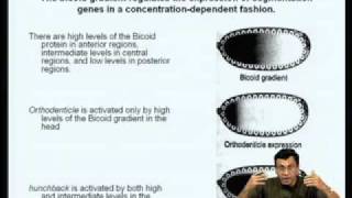 Mod07 Lec24 Gene Regulation during Drosophila Development [upl. by Anjela130]