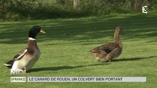 ANIMAUX  Le canard de Rouen un colvert bien portant [upl. by Eellehs722]