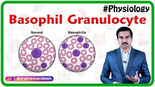 Basophil granulocyte basophil  Blood Physiology [upl. by Peddada159]