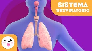 El sistema respiratorio  El cuerpo humano para niños [upl. by Stanleigh]