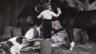 Lassie  Stablemates  Full Episodes 🐕 [upl. by Nirmak]