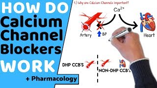 How do Calcium Channel Blockers Work Pharmacology [upl. by Nyrhtakyram]