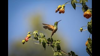 Jardines de colibríes una iniciativa de conservación [upl. by Melak]