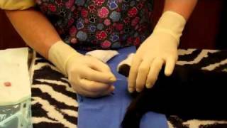 Cat Neuter Surgery with Doc Pawsitive [upl. by Patrizius]