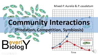 Community Interactions Competition Predation Symbiosis [upl. by Aneloj697]