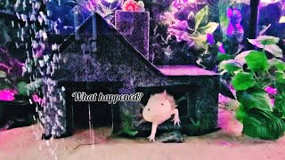 Are axolotls clumsy Axolotl facts feeding and booping ≽◕ᴗ◕≼ [upl. by Enyleuqcaj]