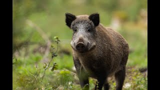 Wild Italy  Il Cinghiale Documentario [upl. by Milah]