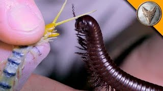 Millipede vs Centipede [upl. by Cosme]