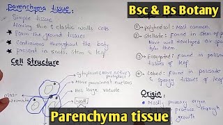 Parenchyma Tissue Structure And Functions  Parenchyma Types  Class Bsc Botany [upl. by Einej]