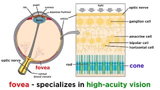 Visual Processing and the Visual Cortex [upl. by Sielen903]