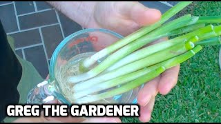 HOW TO GROW SCALLIONSGREEN ONIONS from Store Bought Ones  GregTheGardener [upl. by Rasure]