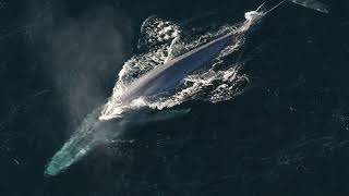 Facts The Blue Whale [upl. by Georgy]