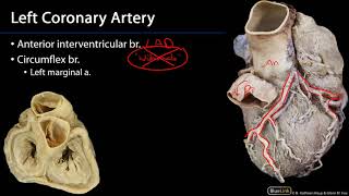 Heart  Coronary Arteries [upl. by Amaryllis715]