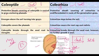 Coleoptile vs Coleorhiza [upl. by Ronalda]