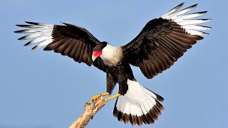 10 Most Beautiful Caracaras in the World [upl. by Lorena]