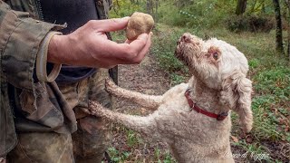 RICERCA DEL TARTUFO BIANCO I SEGRETI DEL TARTUFAIO [upl. by Bellamy384]