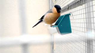 bullfinch singing [upl. by Teresa]