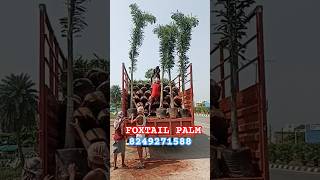 Foxtail palm unloading in berhampur [upl. by Ermey810]