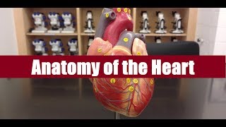 Anatomy of the heart [upl. by Pickard]