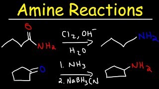 Amine Synthesis Reactions [upl. by Ario]